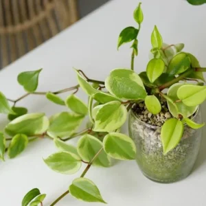 Variegated Peperomia Cupid Live Plant - 4 inch or 6 inch Pot - Indoor P. Scandens Variegata Radiator Plant - Image 9