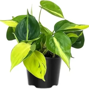Variegated Philodendron Live Plant, Yellow Green, 4 Inch Pot, Indoor Houseplant - Image 3