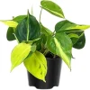 Variegated Philodendron Live Plant, Yellow Green, 4 Inch Pot, Indoor Houseplant - Image 1