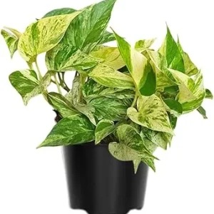 Variegated Pothos Live Plant – Green Yellow Houseplant – 4 Inch Pot Indoor - Image 2