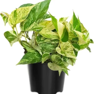 Variegated Pothos Live Plant – Green Yellow Houseplant – 4 Inch Pot Indoor - Image 7