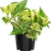 Variegated Pothos Live Plant – Green Yellow Houseplant – 4 Inch Pot Indoor - Image 1