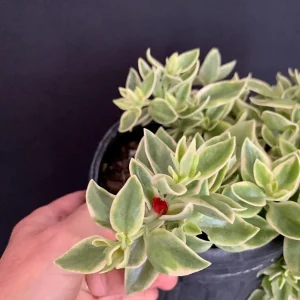 Variegated Red Apple Succulent Live Plant 6" Pot - Trailing Aptenia Cordifolia - Image 2