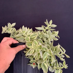 Variegated Red Apple Succulent Live Plant 6