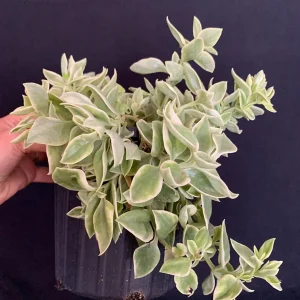 Variegated Red Apple Succulent Live Plant 6