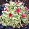 Variegated Red Apple Succulent Live Plant 6" Pot - Trailing Aptenia Cordifolia - Image 1