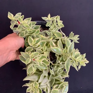 Variegated Red Apple Succulent Live Plant 6