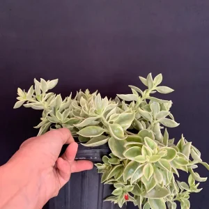 Variegated Red Apple Succulent Live Plant 6