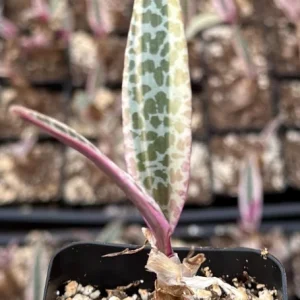 Variegated Silver Squill Live Plant – Ledebouria Socialis – 2.5 inch Pot – Indoor - Image 3