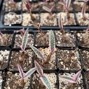 Variegated Silver Squill Live Plant – Ledebouria Socialis – 2.5 inch Pot – Indoor - Image 5