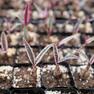 Variegated Silver Squill Live Plant – Ledebouria Socialis – 2.5 inch Pot – Indoor - Image 1