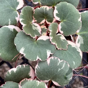 Variegated Strawberry Begonia Live Plant - Saxifraga Stolonifera Tricolor - 4 inch pot - Image 2