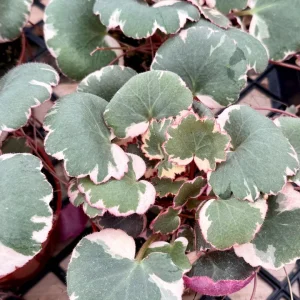 Variegated Strawberry Begonia Live Plant - Saxifraga Stolonifera Tricolor - 4 inch pot - Image 3