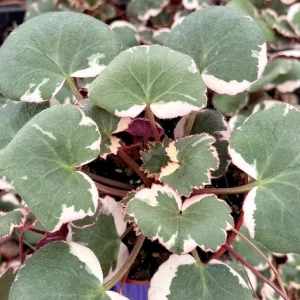 Variegated Strawberry Begonia Live Plant - Saxifraga Stolonifera Tricolor - 4 inch pot - Image 4