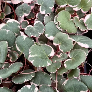 Variegated Strawberry Begonia Live Plant - Saxifraga Stolonifera Tricolor - 4 inch pot - Image 5