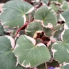 Variegated Strawberry Begonia Live Plant - Saxifraga Stolonifera Tricolor - 4 inch pot - Image 1