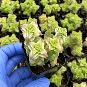Variegated String of Buttons Succulent Live Plant - Crassula perforata - 2 inch Pot - Image 2