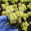 Variegated String of Buttons Succulent Live Plant - Crassula perforata - 2 inch Pot - Image 1