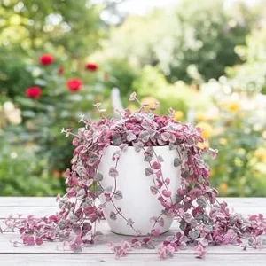 Variegated String of Hearts Live Plant - 4 Inch Potted Trailing Succulent for Indoors - Image 3