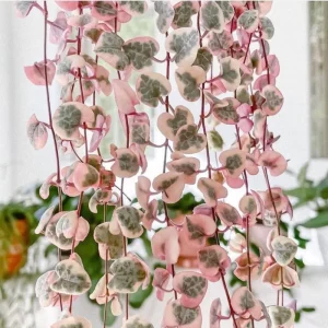 Variegated String of Hearts Live Plant - Ceropegia Woodii Trailing Succulent, Indoor Houseplant - Image 2