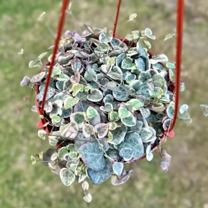 Variegated String of Hearts Live Plant – Ceropegia Woodii – Trailing Succulent - Image 2