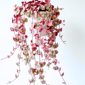 Variegated String of Hearts Live Plant - Ceropegia Woodii, 2.5 inch Pot, Indoor Houseplant - Image 2