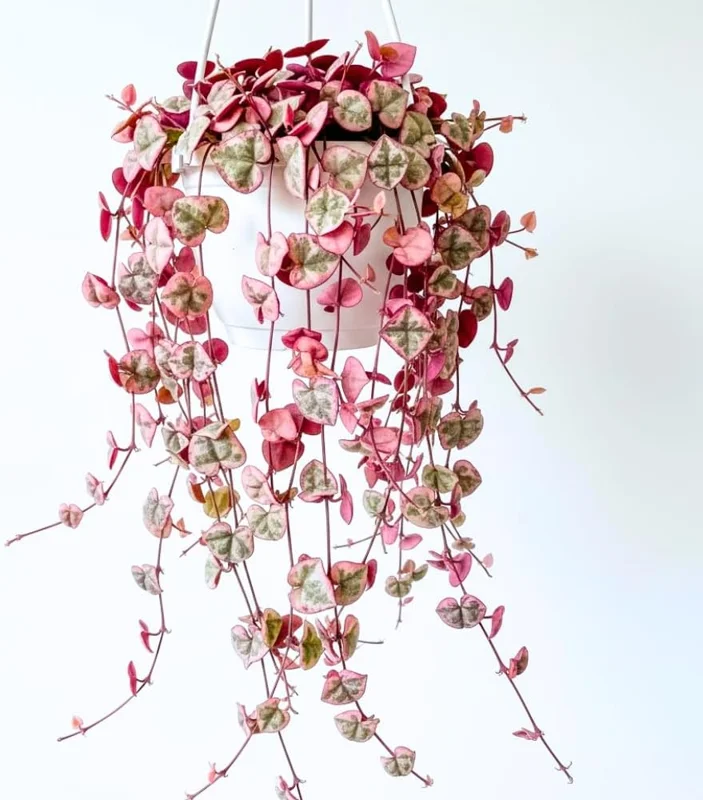 Variegated String of Hearts Live Plant - Ceropegia Woodii, 2.5 inch Pot, Indoor Houseplant - Image 2