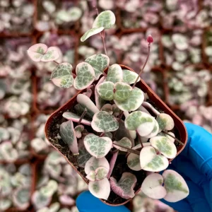 Variegated String of Hearts Live Plant – Ceropegia Woodii – Trailing Succulent - Image 3