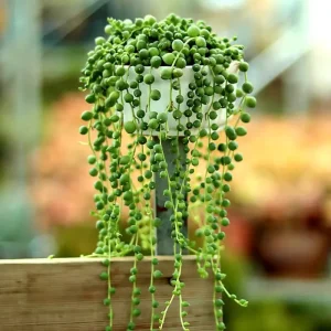 Variegated String of Hearts Live Plant - Ceropegia Woodii Trailing Succulent, Indoor Houseplant - Image 4