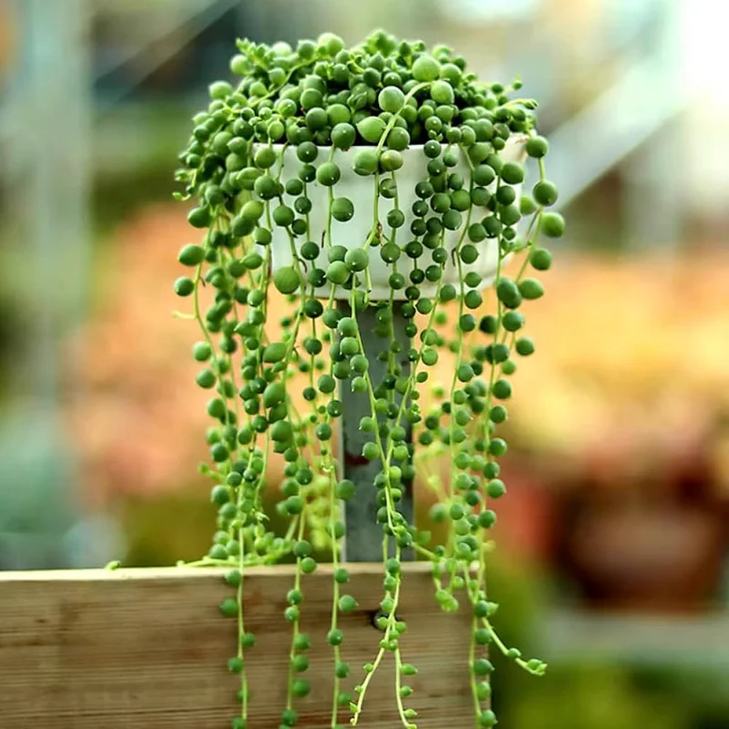 Variegated String of Hearts Live Plant - Ceropegia Woodii Trailing Succulent, Indoor Houseplant - Image 4