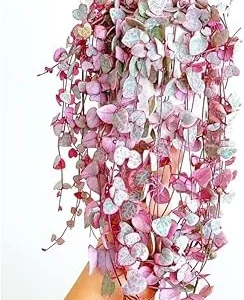Variegated String of Hearts Live Plant, Ceropegia Woodii, Trailing Succulent, 2.5-inch Pot, Indoor - Image 4