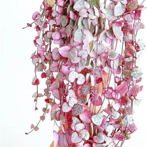 Variegated String of Hearts Live Plant, Ceropegia Woodii, Trailing Succulent, 2.5-inch Pot, Indoor - Image 5