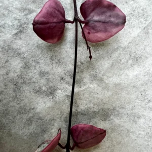 Variegated String of Hearts Live Plant – Ceropegia Woodii – Trailing Succulent - Image 5