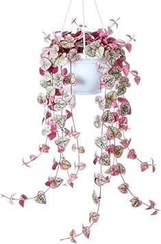 Variegated String of Hearts Live Plant - Ceropegia Woodii, 2.5" Pot Indoor Trailing Succulent - Image 6