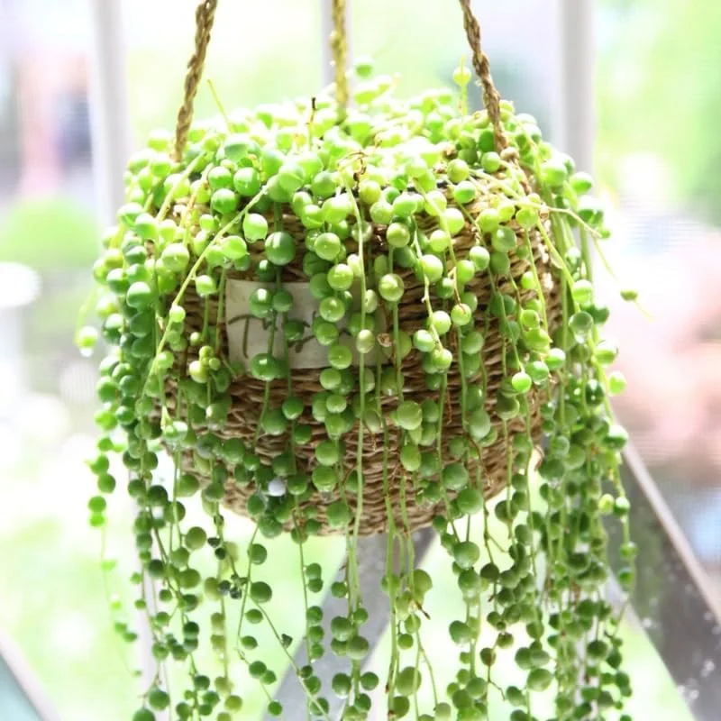 Variegated String of Hearts Live Plant - Ceropegia Woodii, 2.5 inch Pot, Indoor Houseplant - Image 1