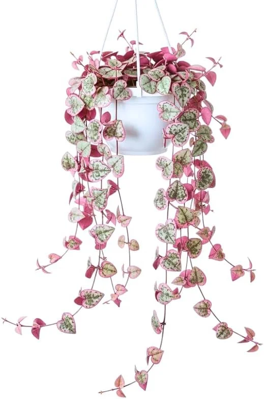 Variegated String of Hearts Live Plant - Ceropegia Woodii, 2.5" Pot Indoor Trailing Succulent - Image 7