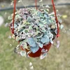 Variegated String of Hearts Live Plant – Ceropegia Woodii – Trailing Succulent - Image 1