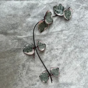Variegated String of Hearts Live Plant Cutting – 4 Nodes – Indoor Succulent - Image 1