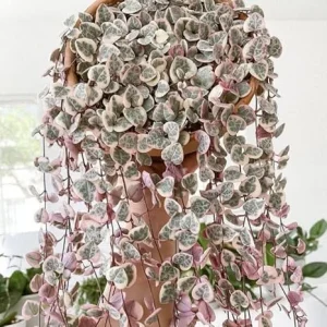 Variegated String of Hearts Live Plant, Pink, 2.5 Inch Pot, Indoor - Image 2