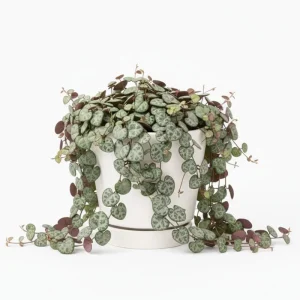 Variegated String of Hearts Live Plant – Trailing Succulent – 4 Inch Pot – Indoor/Outdoor - Image 2