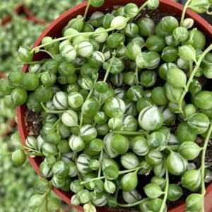 Variegated String of Pearls Live Plant – 4 inch Pot – Trailing Succulent - Image 3