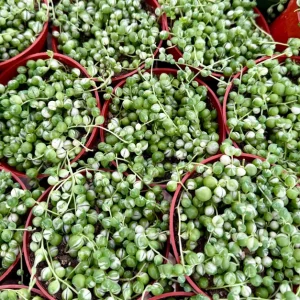 Variegated String of Pearls Live Plant – 4 inch Pot – Trailing Succulent - Image 4