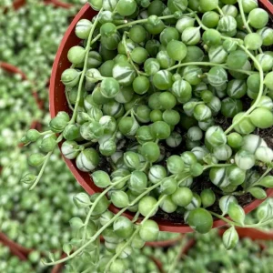 Variegated String of Pearls Live Plant – 4 inch Pot – Trailing Succulent - Image 1