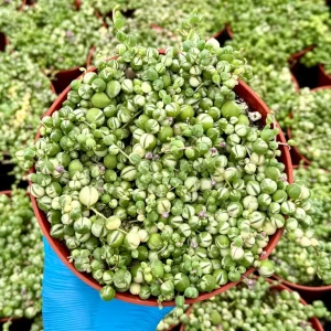 Variegated String of Pearls Live Plant - Senecio Rowleyanus Trailing Succulent in 2, 4, 6 inch Pot - Image 2