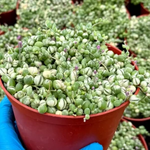 Variegated String of Pearls Live Plant - Senecio Rowleyanus Trailing Succulent in 2, 4, 6 inch Pot - Image 3
