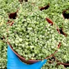 Variegated String of Pearls Live Plant - Senecio Rowleyanus Trailing Succulent in 2, 4, 6 inch Pot - Image 1