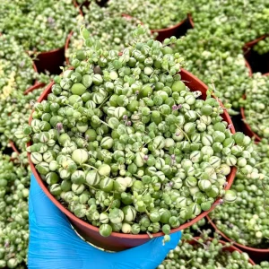 Variegated String of Pearls Live Plant - Senecio Rowleyanus Trailing Succulent in 2, 4, 6 inch Pot - Image 1
