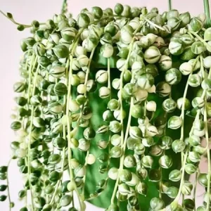 Variegated String of Pearls Live Plant - Trailing Succulent Vine, 4-inch Pot, Indoor - Image 6