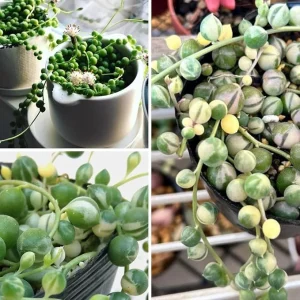 Variegated String of Pearls Live Succulent Plant, 2 Inch Pot, Indoor/Outdoor - Image 2