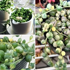 Variegated String of Pearls Live Succulent Plant, 2 Inch Pot, Indoor/Outdoor - Image 3